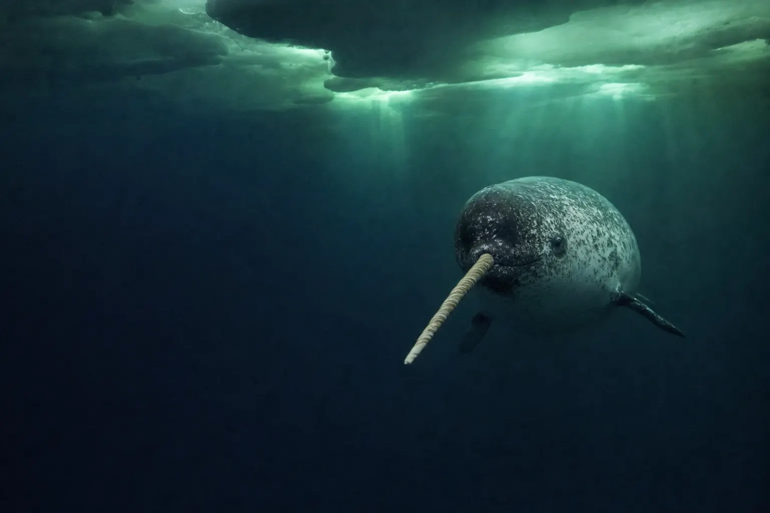The narwhal gliding under the sea ice, tusk forward, with faint green light coming through cracks above